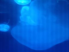 -洛阳龙门海洋馆