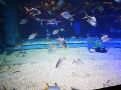 -芜湖新华联大白鲸海洋公园