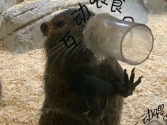 -zoonana室内动物园(东方福来德店)