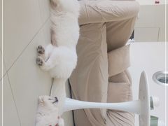 -怪兽屋·羊驼·猫咖·狗咖(俊华广场店)