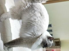 -猫和宫(六道口店)