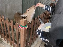 -浣熊柯尔鸭土拨鼠·电玩咖