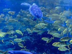 -海合安成都极地海洋公园
