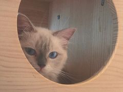 -momokira米努特·德文卷毛猫·棉花面纱犬