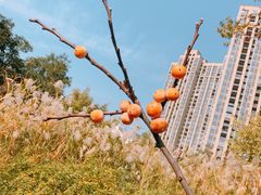 -堤角公园