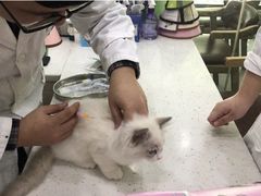 -贝利宠物医院·骨科·眼科·肿瘤转诊中心(南坪诊疗中心)