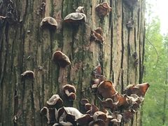 -黄海国家森林公园