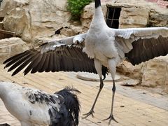 -青藏高原野生动物园