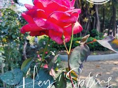 -人民公园(罗湖区)