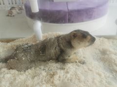 -怪兽屋·羊驼·猫咖·狗咖(俊华广场店)