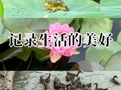 -白洋淀景区