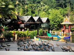 -西双版纳原始森林公园