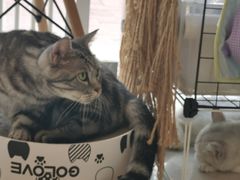 -平行世界·猫咖(首经贸店)