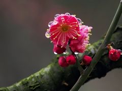 -北寺塔