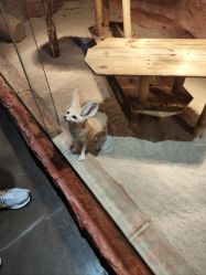 点击看大图 -Zoolung Zoolung动物主题公园(海信广场店)