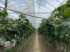 -马陆小张葡萄园农家乐