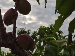 -樂桃源奉贤黄桃种植采摘基地