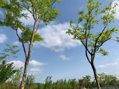 -上海长兴岛郊野公园