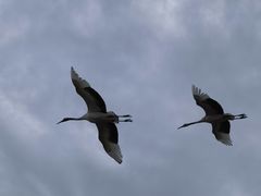 -盐城丹顶鹤湿地生态旅游区