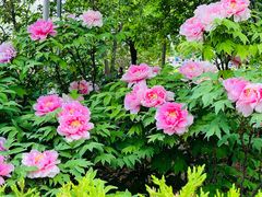 -洛阳市隋唐城遗址植物园