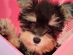 -翊宠yipet猫狗购宠庄园犬舍•猫舍