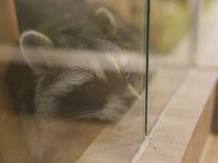 -藦茜花园宠物主题亲子互动体验馆(国顺东路店)