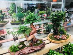 -龙大花卉苗木市场