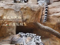 -北京野生动物园