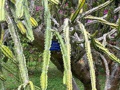 -中国科学院西双版纳热带植物园