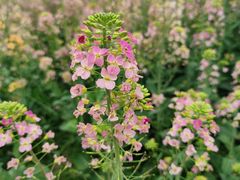 -中国天府农业博览园