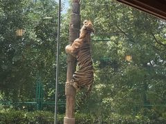 -上海野生动物园老虎餐厅