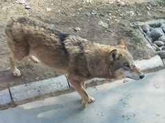 -北京野生动物园