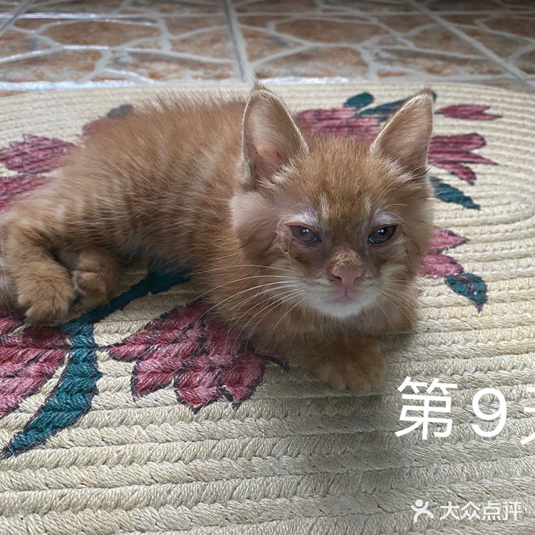 免费领养满月小橘猫，仅限北京！