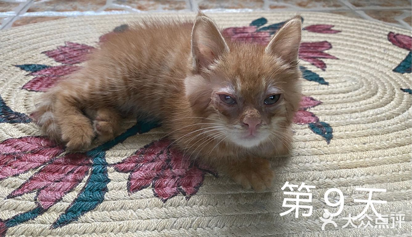 免费领养满月小橘猫，仅限北京！