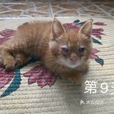 免费领养满月小橘猫，仅限北京！