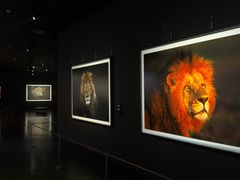 -罗红摄影艺术馆