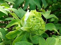 -莲花池公园