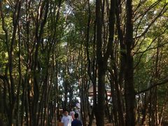 -火炉山森林公园