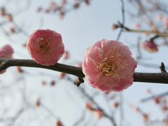 -上海吴淞炮台湾国家湿地公园