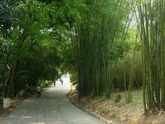 -中山市树木园