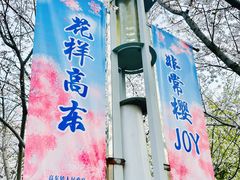 -高东镇樱花园