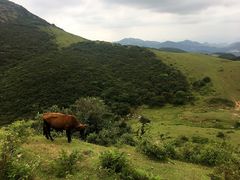 景点-大姆山草场