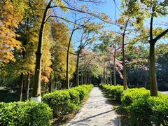 -番禺大夫山森林公园