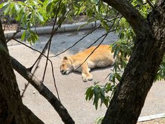 -大连森林动物园