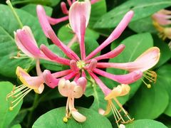 -太子湾公园-九曜山