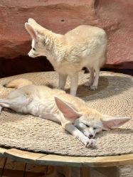 -Zoolung Zoolung动物主题公园(海信广场店)