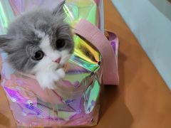 -momokira米努特·德文卷毛猫·棉花面纱犬