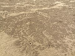-日照海滨国家森林公园