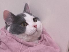 -喵zoo家庭繁育猫舍(尖东智能花园店)