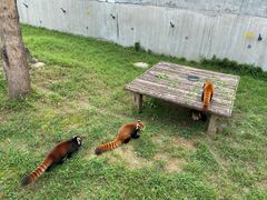 -石家庄市动物园